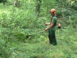 Brush cutting in a woodland clearing.